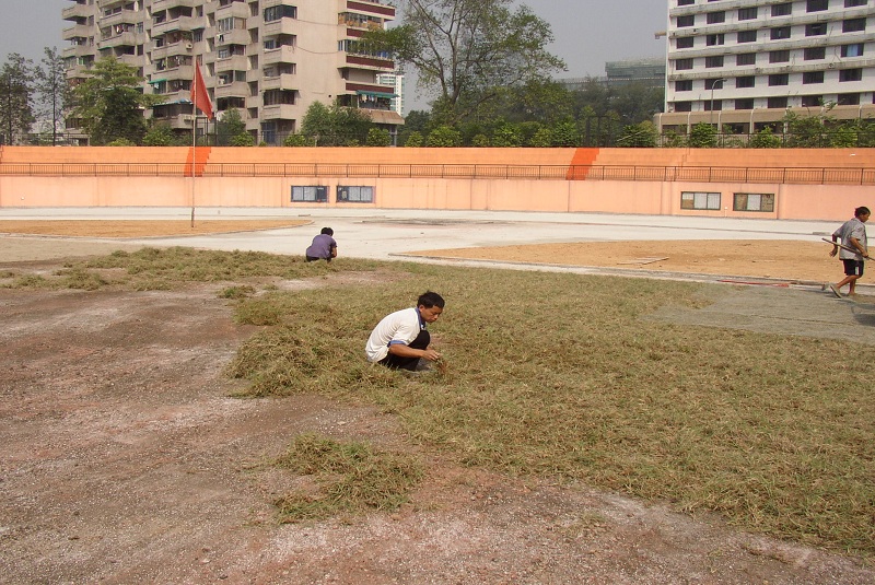 草莖種植